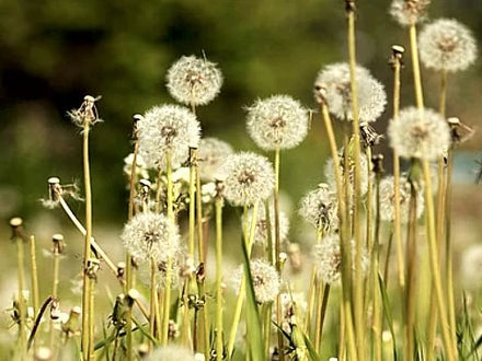 ГЛУХАРЧЕ - DANDELION, TARAXACUM OFFICINALIS