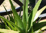 Алое сух екстракт (Extractum Aloe Arborescens) насипен - снимка 2