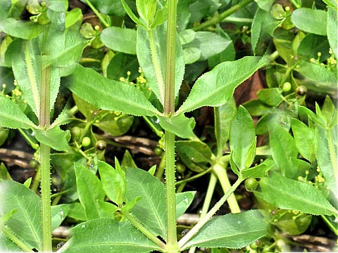 Брош