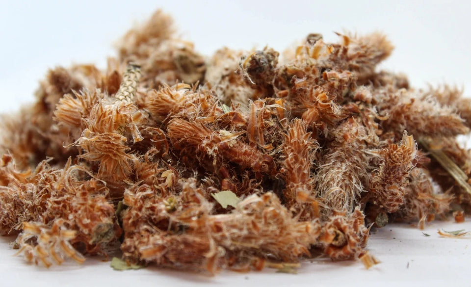 Бял бор (Pinus sylvestris) насипен чай