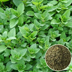 Бял риган (ORIGANUM HERACLEOTICUM) насипен чай - билката отблизо