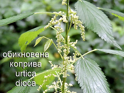 Бяла мъртва коприва