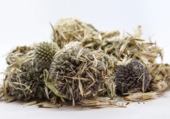 Челядник (Echinops ritro) цвят - насипен