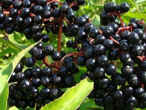 Черен бъз плод