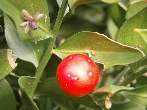 Див чемшир - семе
