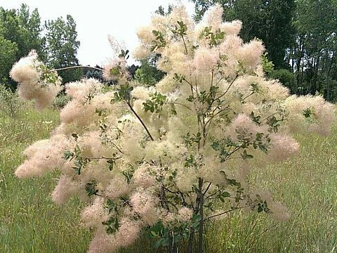 Домашна аптечка-смрадлика - снимка 2