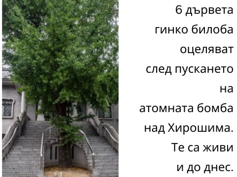 Гинко билоба - снимка 2