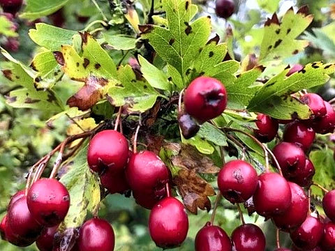 Глог плод