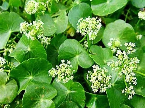 Готу кола