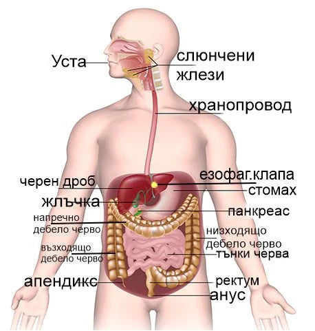 Храносмилателна система