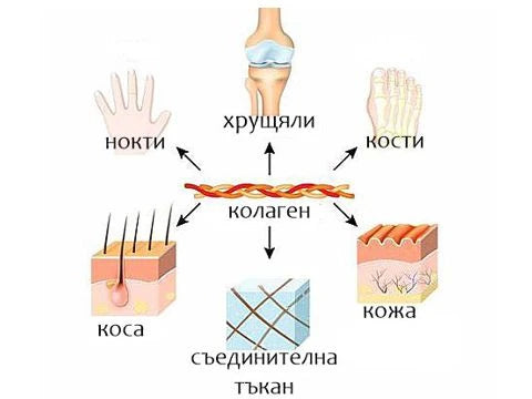 Какво знаем всъщност за колагена? - снимка 2
