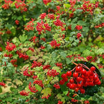 Калина плод (Viburnum opulus) насипен чай - снимка 2