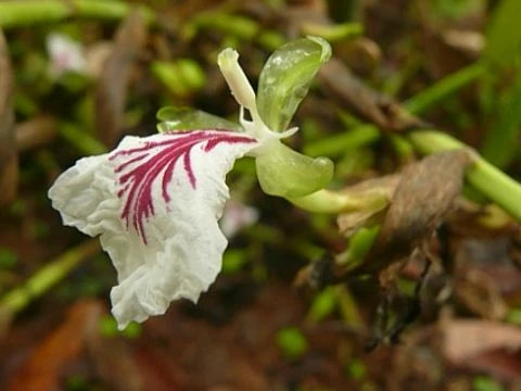 Кардамон цвят