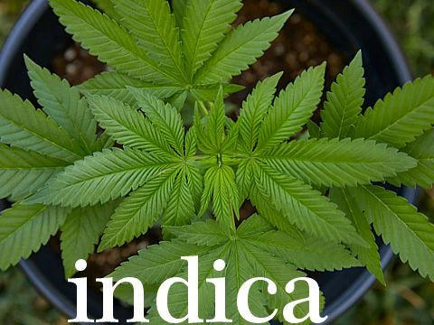 Коноп индика