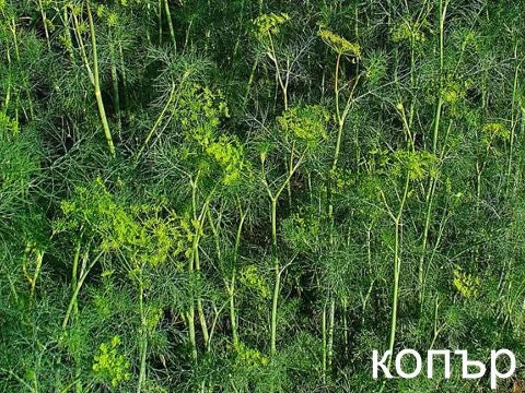 Копър - снимка 4