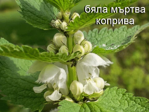 Коприва - снимка 4
