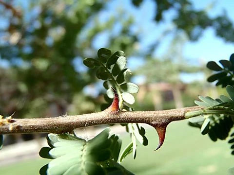 Котешки нокът