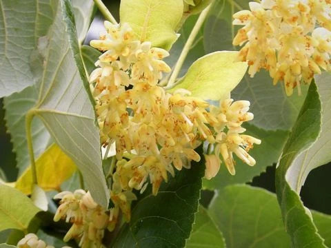 Липа цвят