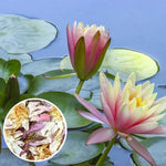 Лотос лист (Nelumbo Nucifera) насипен чай - снимка 2