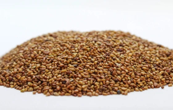Люцерна (Medicago sativa) семе - насипен