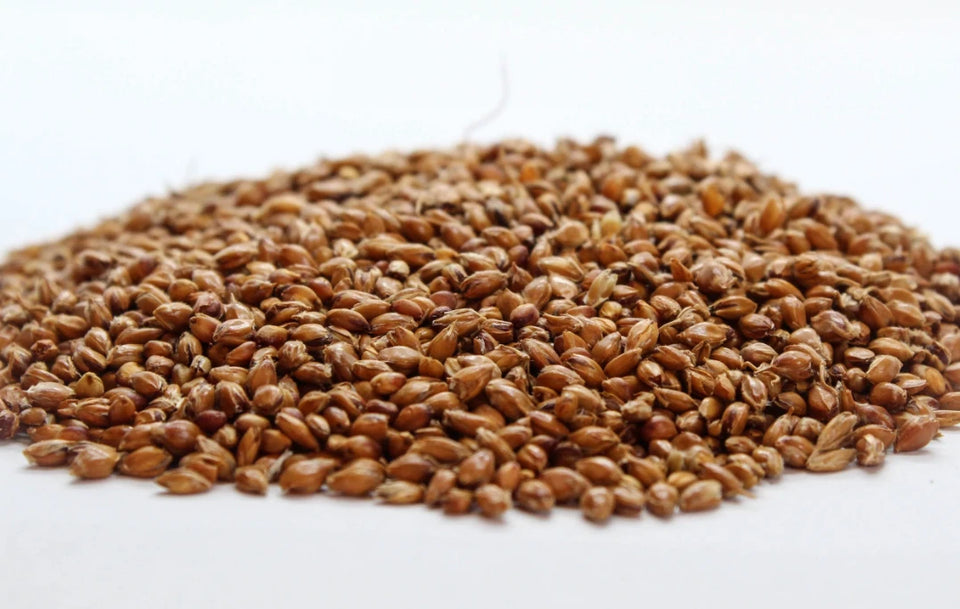 Метлено семе (Sorghum vulgare, L.) насипен