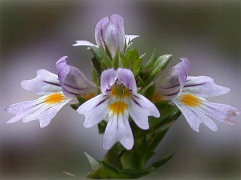 Очанка - euphrasia officinalis - снимка 2