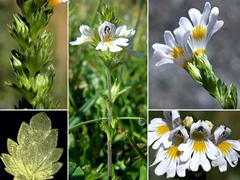 Очанка - euphrasia officinalis - снимка 3