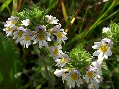 Очанка - euphrasia officinalis - снимка 4