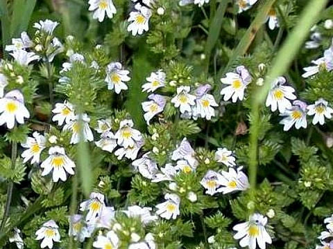 Очанка - euphrasia officinalis