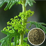 Огниче стрък (Chenopodium botrys) насипен чай - билката отблизо