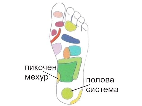 Пикочен мехур