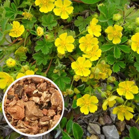 Планински очиболец корен (Potentilla erecta) насипен чай