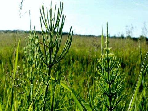 Полски хвощ