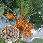 Сао палмето плод (Serenoa repens) насипен чай - снимка 2