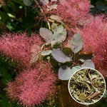 Смрадлика,тетра лист (Cotinus coggygria Scop.) насипен чай - билката отблизо