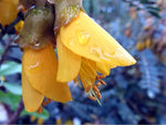 Софора (Sophora japonica l.) цвят - насипен - снимка 2