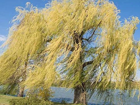 Върбова кора