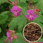 Здравец обикновен корен (Geranium macrorrhizum) насипен чай - снимка 2