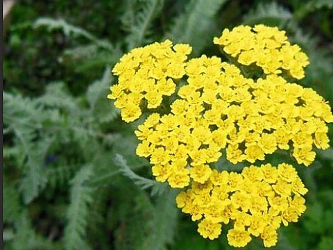 Жълт равнец