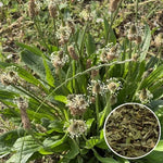 Живовляк теснолист лист (Plantago lanceolata) насипен чай - билката отблизо