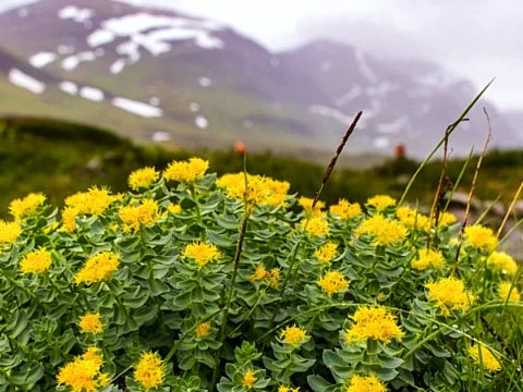 Златен корен, родиола