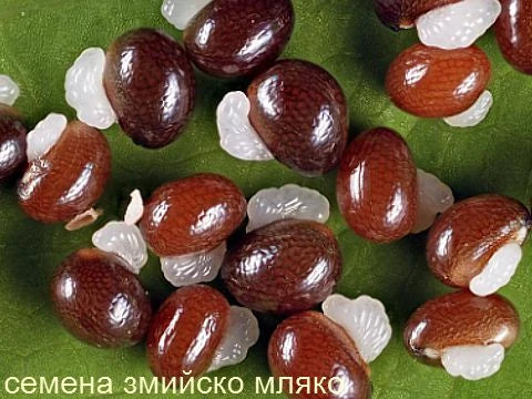 Змийско мляко - снимка 3